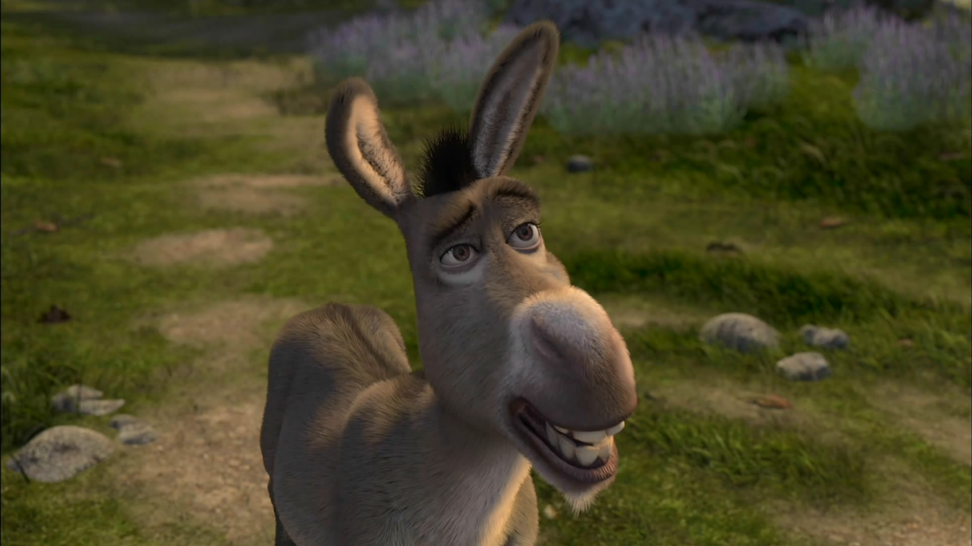 Donkey in a field
